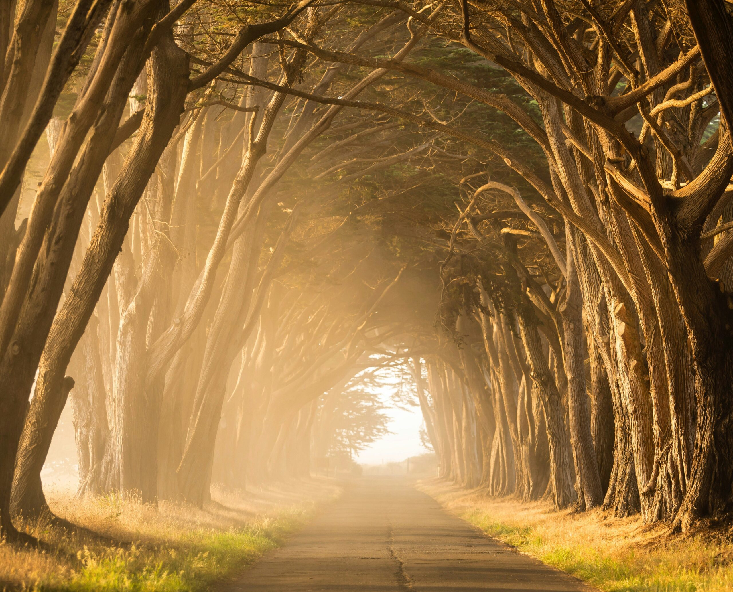 Walking toward the light down a coastal forest path